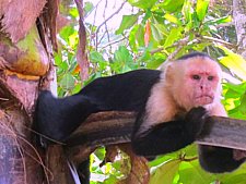 white-faced capuchin monkey