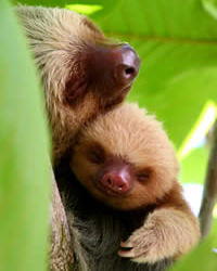 mommy hugging her baby sloth