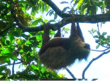 baby sloth with mom